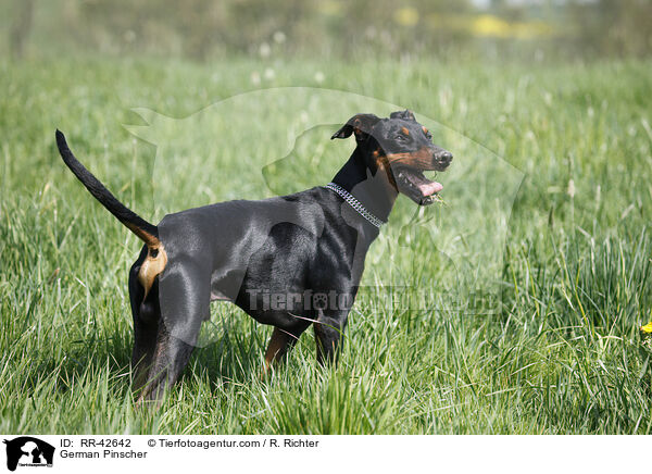 Deutscher Pinscher / German Pinscher / RR-42642