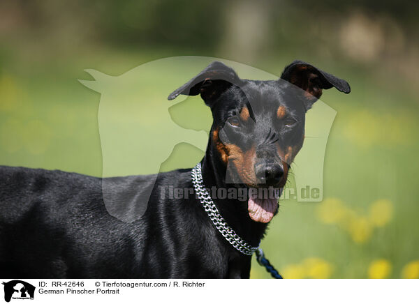 Deutscher Pinscher Portrait / German Pinscher Portrait / RR-42646