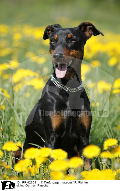 sitzender Deutscher Pinscher / sitting German Pinscher / RR-42651