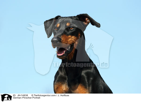 Deutscher Pinscher Portrait / German Pinscher Portrait / JH-14838