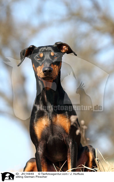 sitzender Deutscher Pinscher / sitting German Pinscher / JH-14849