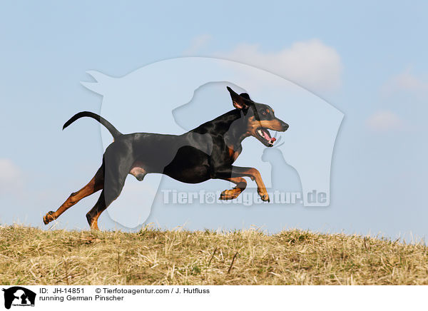 running German Pinscher / JH-14851