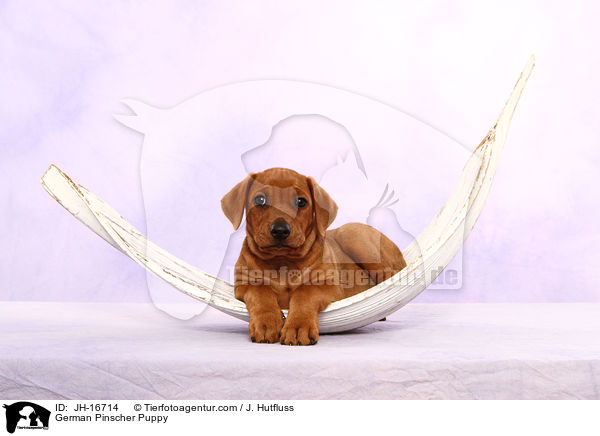 Deutscher Pinscher Welpe / German Pinscher Puppy / JH-16714
