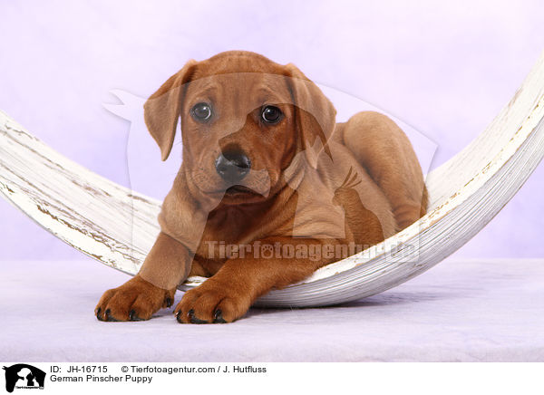 Deutscher Pinscher Welpe / German Pinscher Puppy / JH-16715