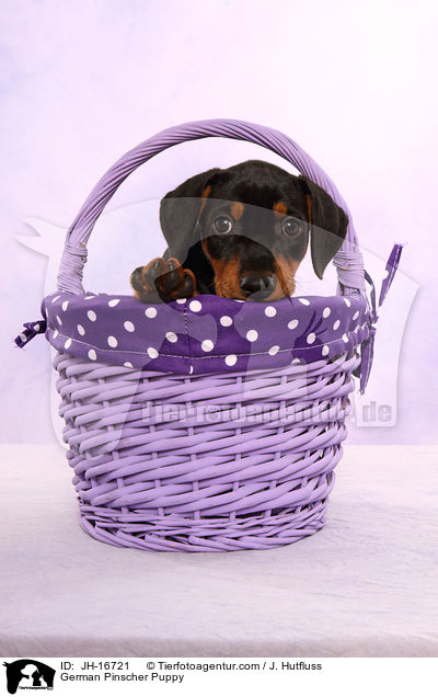 Deutscher Pinscher Welpe / German Pinscher Puppy / JH-16721