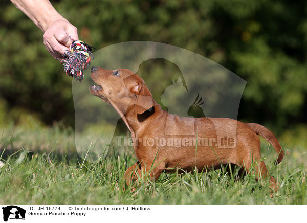 Deutscher Pinscher Welpe / German Pinscher Puppy / JH-16774