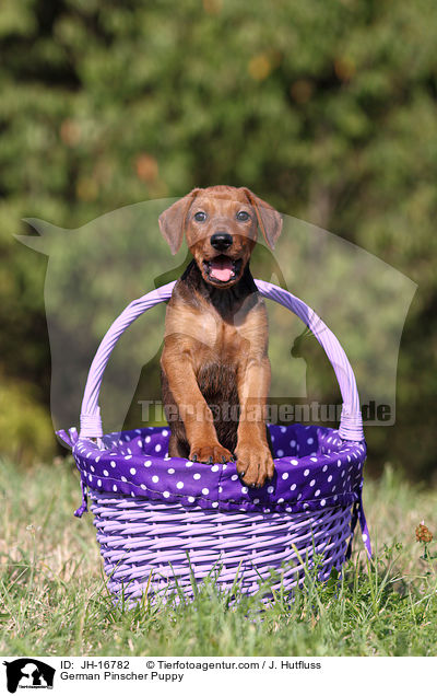 Deutscher Pinscher Welpe / German Pinscher Puppy / JH-16782