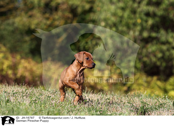 Deutscher Pinscher Welpe / German Pinscher Puppy / JH-16787