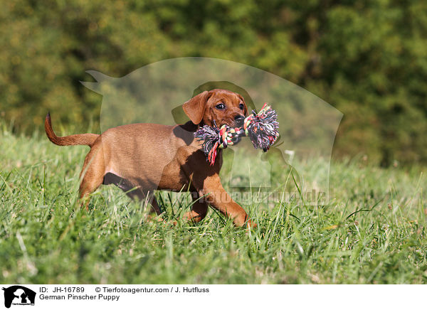 Deutscher Pinscher Welpe / German Pinscher Puppy / JH-16789