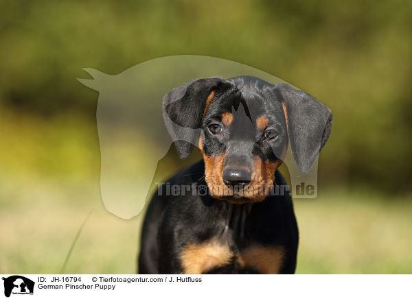 Deutscher Pinscher Welpe / German Pinscher Puppy / JH-16794