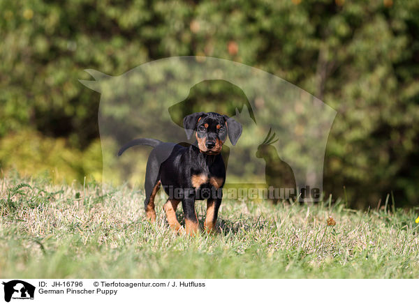 Deutscher Pinscher Welpe / German Pinscher Puppy / JH-16796