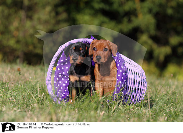 Deutsche Pinscher Welpen / German Pinscher Puppies / JH-16814
