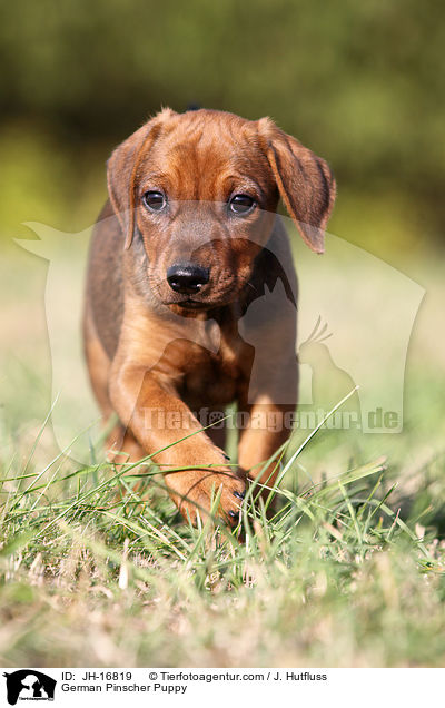 German Pinscher Puppy / JH-16819