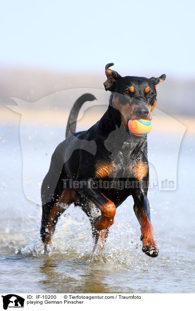 spielender Deutscher Pinscher / playing German Pinscher / IF-10200