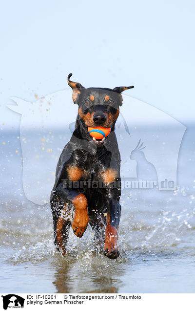 spielender Deutscher Pinscher / playing German Pinscher / IF-10201