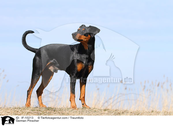 Deutscher Pinscher / German Pinscher / IF-10213