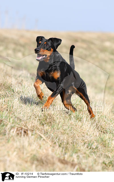 rennender Deutscher Pinscher / running German Pinscher / IF-10214