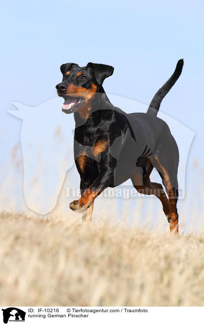 rennender Deutscher Pinscher / running German Pinscher / IF-10216
