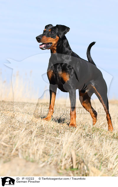 Deutscher Pinscher / German Pinscher / IF-10222