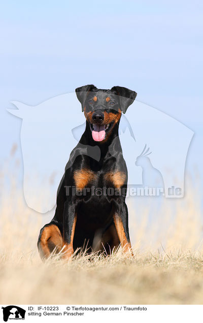 sitzender Deutscher Pinscher / sitting German Pinscher / IF-10223