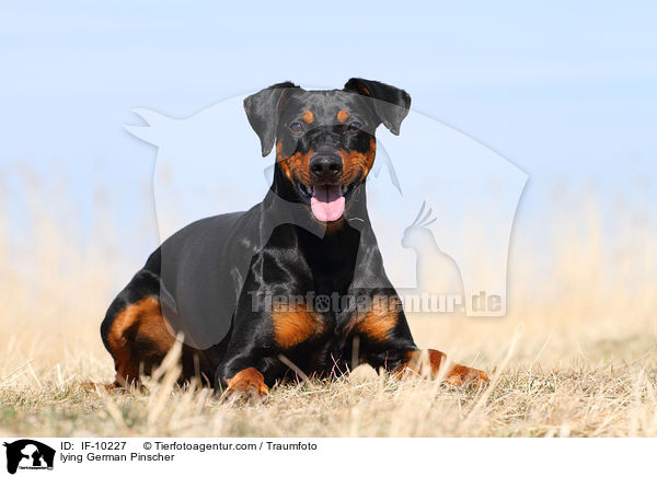 liegender Deutscher Pinscher / lying German Pinscher / IF-10227
