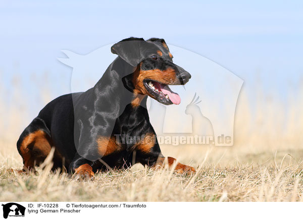 liegender Deutscher Pinscher / lying German Pinscher / IF-10228