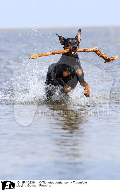 spielender Deutscher Pinscher / playing German Pinscher / IF-10236