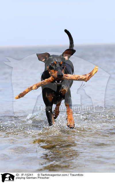 playing German Pinscher / IF-10241