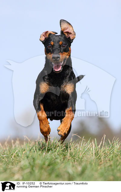 running German Pinscher / IF-10252