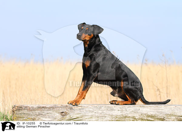 sitzender Deutscher Pinscher / sitting German Pinscher / IF-10255