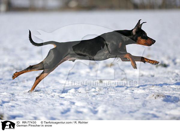 Deutscher Pinscher im Schnee / German Pinscher in snow / RR-77430