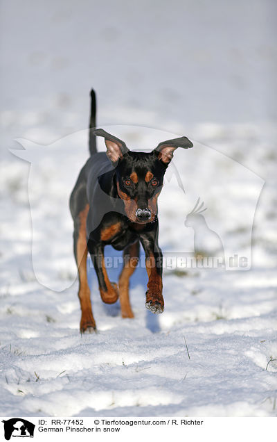 Deutscher Pinscher im Schnee / German Pinscher in snow / RR-77452