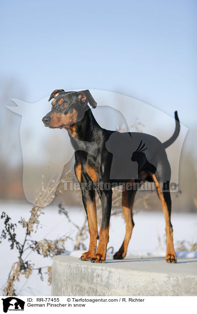 German Pinscher in snow / RR-77455