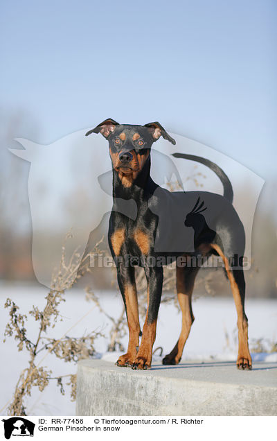 German Pinscher in snow / RR-77456