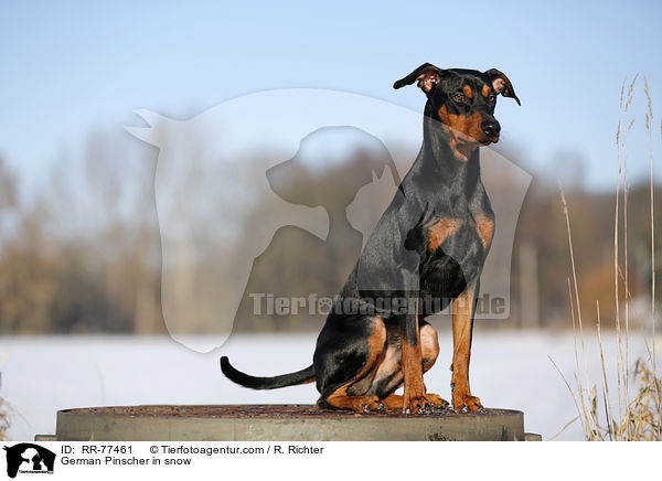 German Pinscher in snow / RR-77461