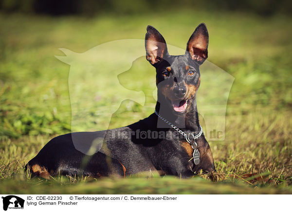 liegender Deutsche Pinscher / lying German Pinscher / CDE-02230