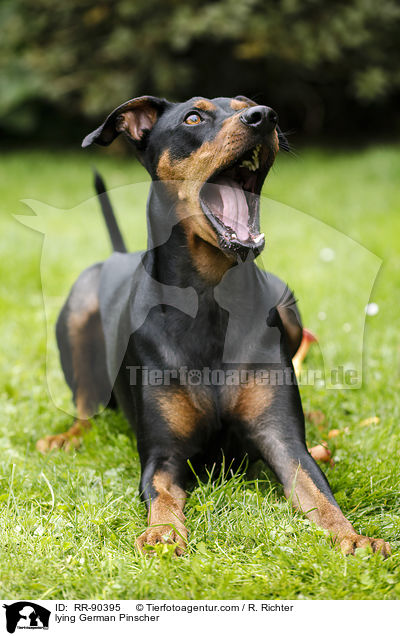 liegender Deutscher Pinscher / lying German Pinscher / RR-90395
