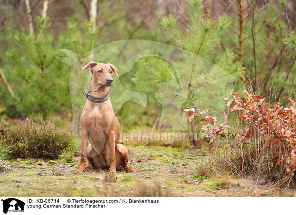 junger Deutscher Pinscher / young German Standard Pinscher / KB-06714