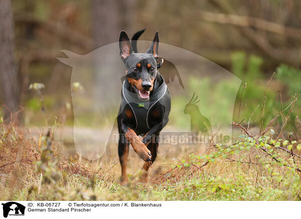 Deutscher Pinscher / German Standard Pinscher / KB-06727