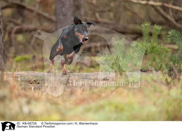 Deutscher Pinscher / German Standard Pinscher / KB-06728