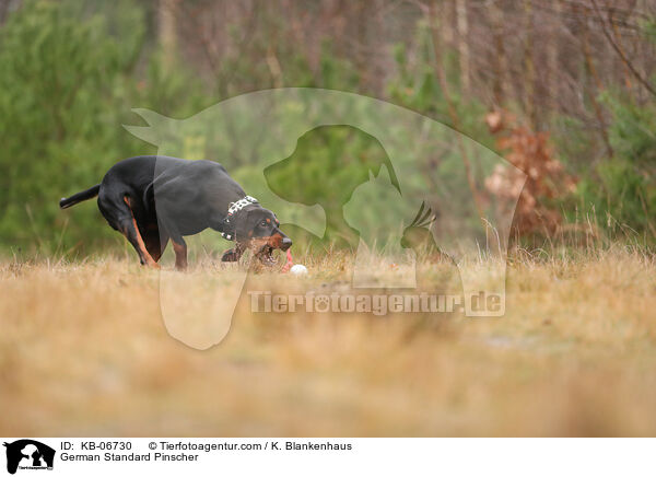 Deutscher Pinscher / German Standard Pinscher / KB-06730