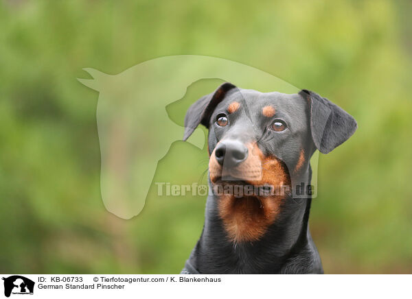 Deutscher Pinscher / German Standard Pinscher / KB-06733