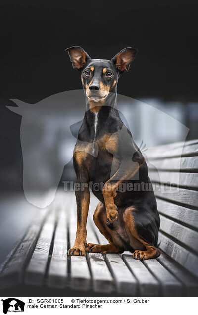 Deutscher Pinscher Rde / male German Standard Pinscher / SGR-01005