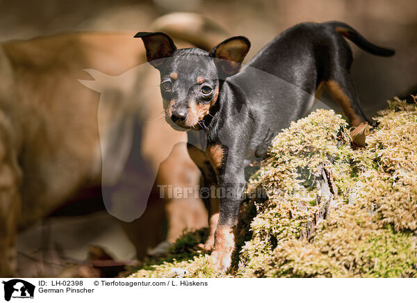 Deutscher Pinscher / German Pinscher / LH-02398