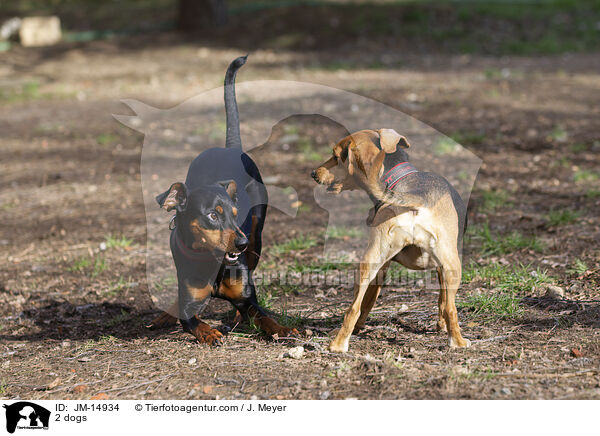 2 Hunde / 2 dogs / JM-14934