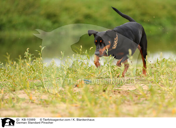 Deutscher Pinscher / German Standard Pinscher / KB-10989