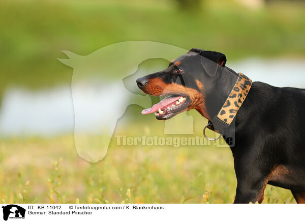 Deutscher Pinscher / German Standard Pinscher / KB-11042