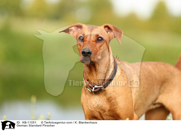German Standard Pinscher / KB-11051