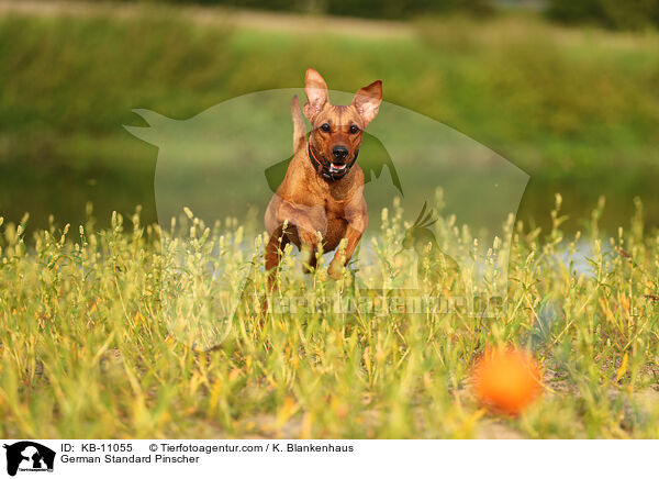 Deutscher Pinscher / German Standard Pinscher / KB-11055