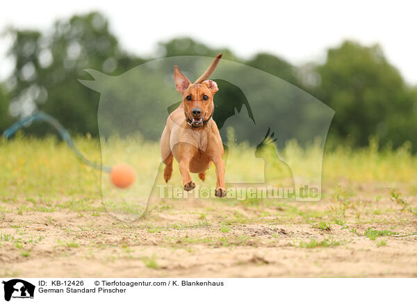 German Standard Pinscher / KB-12426